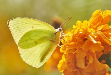 Borboleta Amarela e o Seu Significado Espiritual: Ela Indica Sorte?