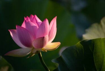 Significado Espiritual de Tatuagem Flor de Lótus: 8 Mensagens