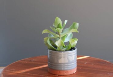 11 Significados da Planta Jade no Espiritismo e Feng Shui