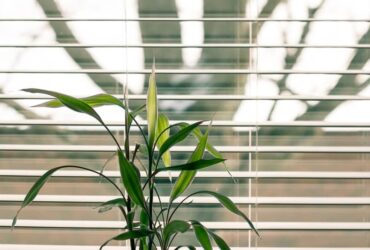 Bambu da Sorte e Seu Significado Espiritual: 11 Benefícios