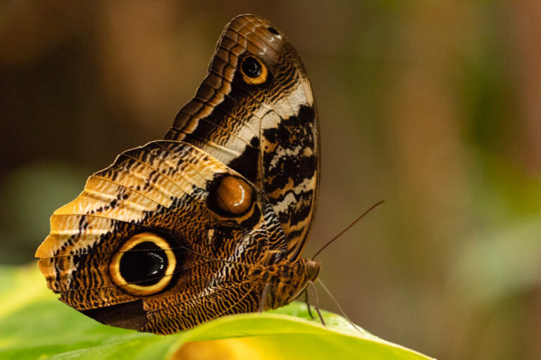 Borboleta Marrom Significado Espiritual – Quando Te Visitou?