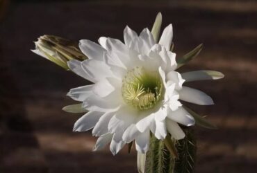 Flor Dama da Noite e seu Significado Espiritual: 9 Poderes Fortes