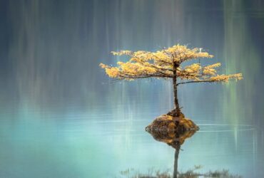Árvore da Vida e seu Significado Espiritual: 11 Mensagens e Poderes