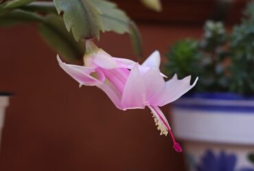 Flor de Maio e seu Significado Espiritual: 11 Mensagens Espíritas