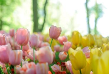 7 Significados da Flor Tulipa: Vermelha, Branca e Amarela