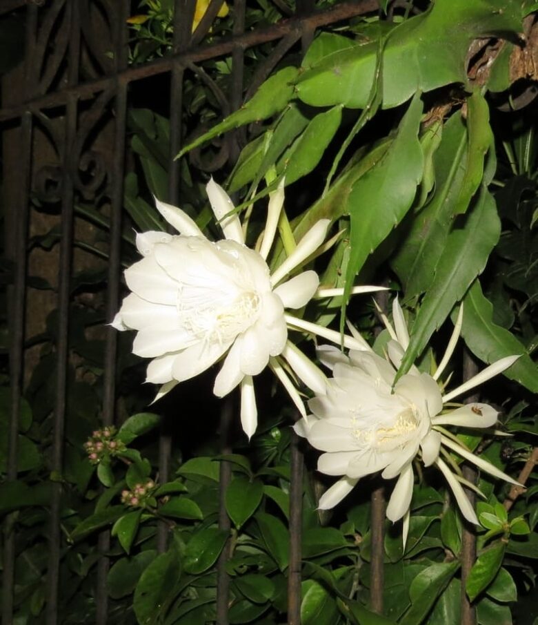 Flor Dama da Noite e seu Significado Espiritual: 9 Poderes Fortes