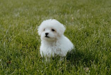 11 Significados de Sonhar com Cachorrinho Branco