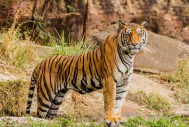 Tigre e seu Significado Espiritual: Animal de Poder