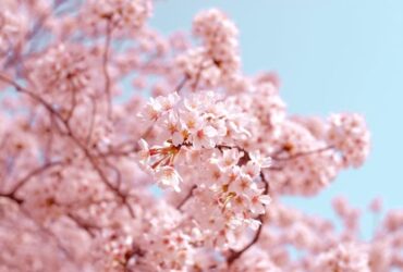 11 Significados da Flor de Cerejeira na Espiritualidade