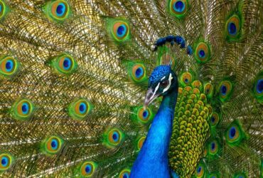 13 Significados do Pavão e da sua Pena na Espiritualidade