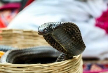 17 Significados Bíblicos de Sonhar com Cobra: É negativo?