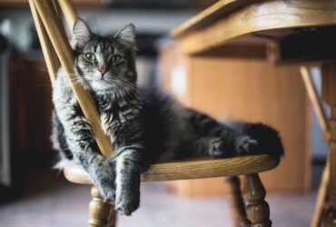 Gatos São Sensitivos? Sentem Quando Estamos Tristes? Revelado