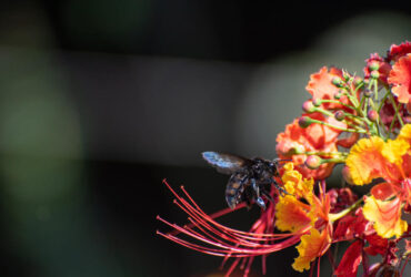 Mamangava Significado Espiritual – Visita Dentro de Casa