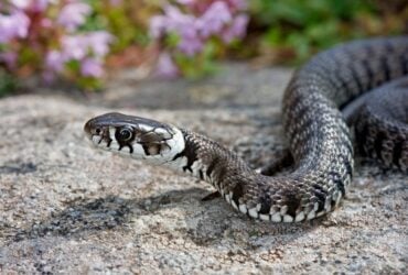 Sonhar com Cobra me Atacando: 11 Significados Espirituais