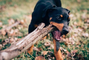 Sonhar com Cachorro Mordendo a Mão (Direita e Esquerda)