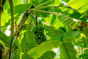 Bananeira e seu Significado Espiritual: 9 Mensagens nos Sonhos