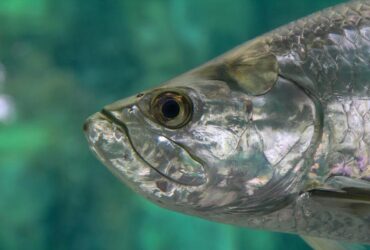O que a Bíblia diz Sobre Sonhar com Peixes? 11 Mensagens
