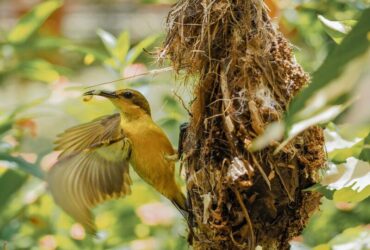 Ninho de Passarinho e seu Significado Espiritual (com Filhotes)