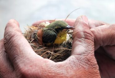 Ninho de Passarinho e seu Significado Espiritual: 11 Mensagens