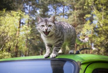 9 Significados de Sonhar com Gato me Atacando: É Azar?