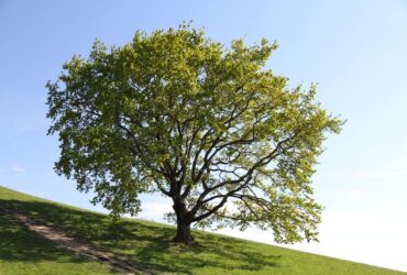 Carvalho e seu Significado Espiritual: 9 Mensagens