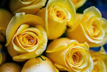 11 Significados Espirituais da Rosa Amarela: Simbolizam o Bem?