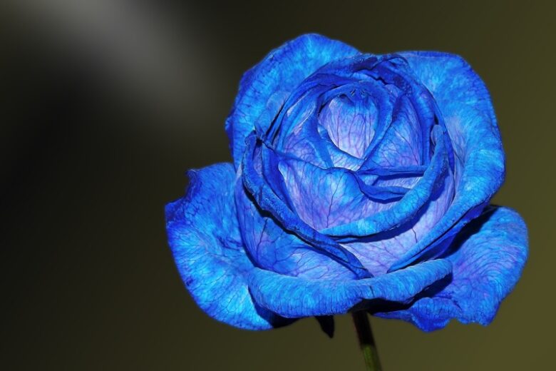 Significado Espiritual da Rosa Azul: 9 Mensagens Importantes - Luz dos ...