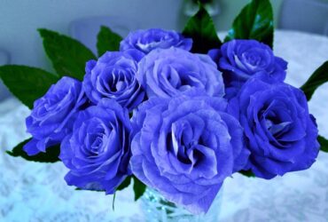 Significado Espiritual da Rosa Azul: 9 Mensagens Importantes