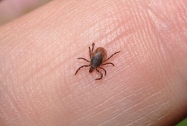 Piolho Pode Ser Macumba? 9 Significados na Umbanda