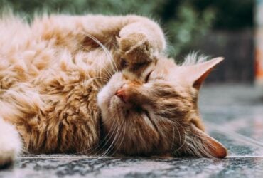 Sonhar com Gato Manso Grudado em Mim: 11 Mensagens