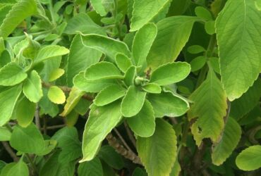 Simpatia das 7 Folhas de Boldo (Embaixo do Travesseiro)