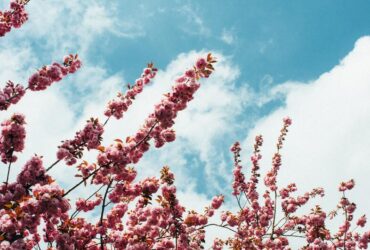 Significado Espiritual das Flores: 9 Mensagens Espíritas