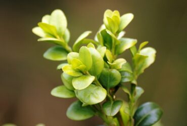 Planta Buxinho e seu Significado Espiritual: 7 Poderes Mágicos