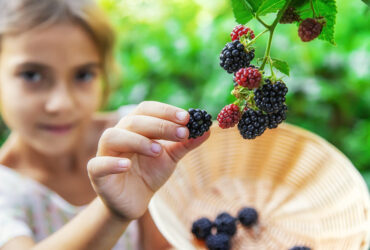 Amora e seu Significado Espiritual: É um Fruto Positivo?