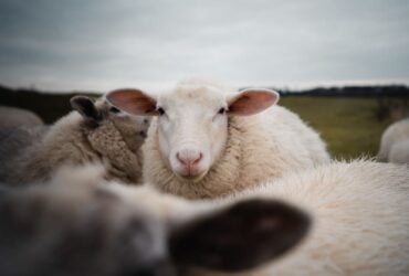 Significado Espiritual da Ovelha: Animal Espiritual