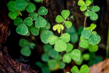 Trevo de 3 Folhas e seu Significado Espiritual