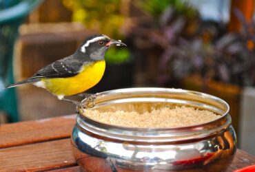 Cambacica Significado Espiritual: Visitou Você? Descubra!