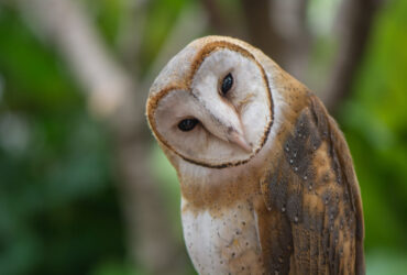 Pássaro Mortalha Significado Espiritual: 11 Mensagens