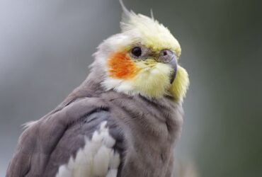 Periquito e seu Significado Espiritual: Verde, Azul, Amarelo