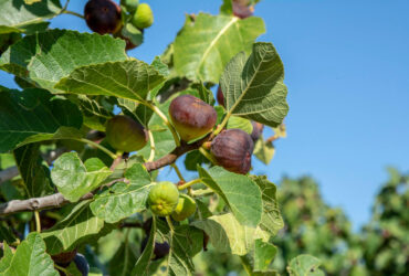 Figueira Significado Espiritual: 7 Mensagens no Espiritismo