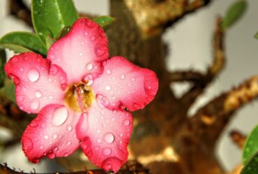 Rosa do Deserto Significado Espiritual: 7 Poderes