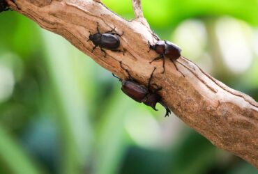 Escaravelho e seu Significado Espiritual: 9 Mensagens