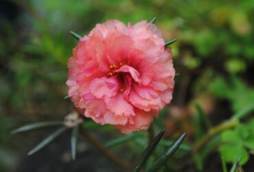 Flor Onze-Horas Significado Espiritual: 9 Poderes Mágicos