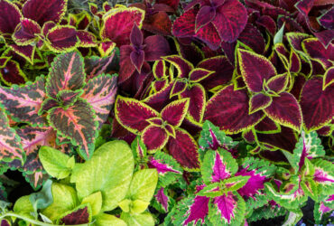 Planta Coração-Magoado: Significado Espiritual