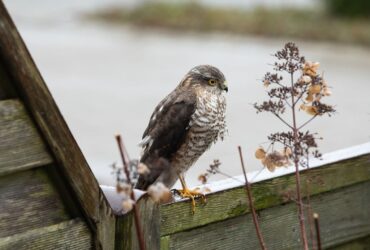 Gavião Significado Espiritual: Ver Ele Voando é Boa Sorte?