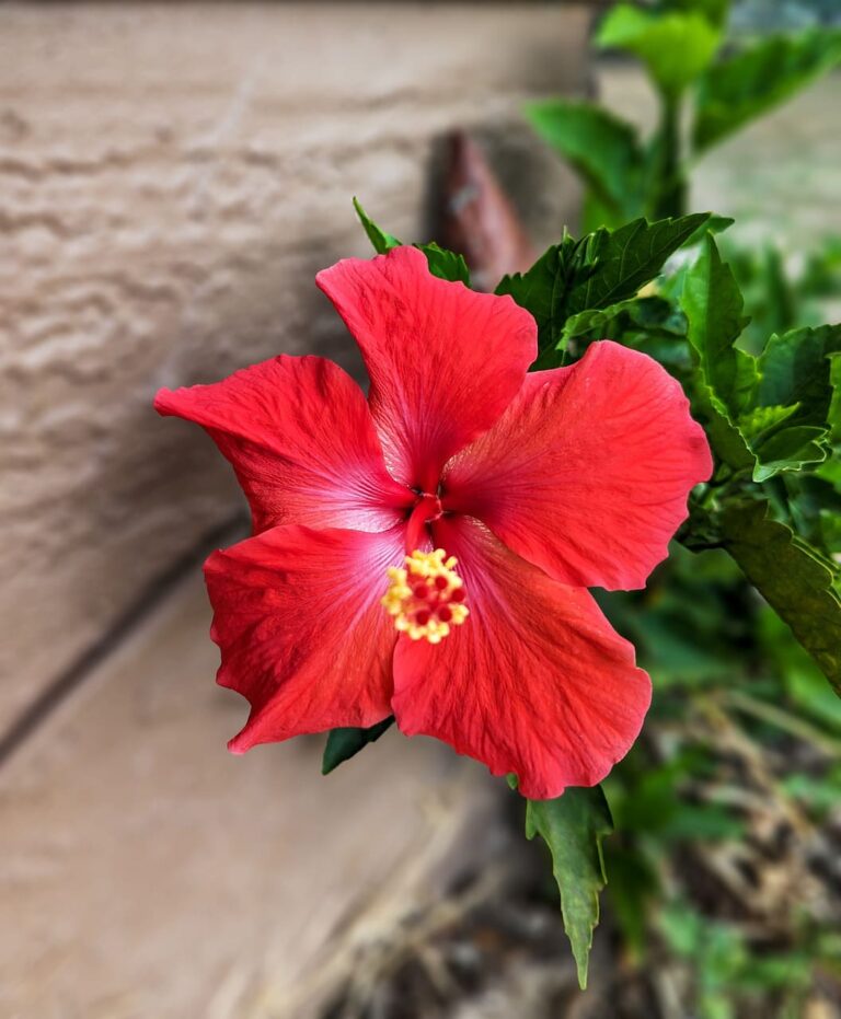 Flor de Hibisco Significado Espiritual: 7 Benefícios