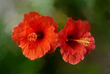 Flor de Hibisco Significado Espiritual: 7 Benefícios