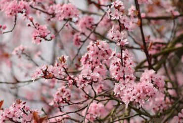 Amendoeira Significado Espiritual: 9 Mensagens