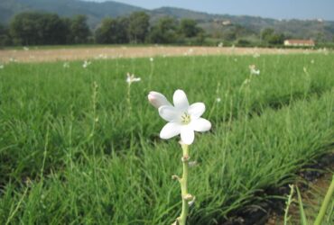 Planta Nardo Significado Espiritual: 9 Poderes Mágicos