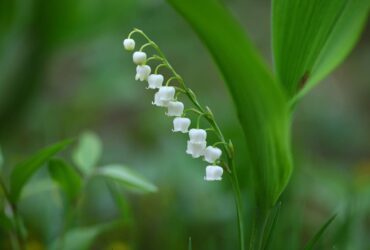 Lírio do Vale Significado Espiritual: 7 Benefícios da Planta